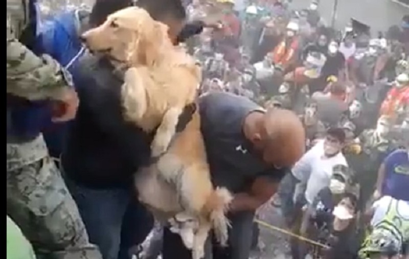 VIDEO| Imagini emoționante. Un golden retriever a fost salvat de sub dărâmături în Mexic