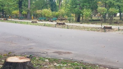 Stejarii de pe aleea de intrare în parcul Herăstrău au fost tăiați