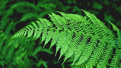 Feriga ingrijire si plantare in ghiveci si gradina (1)