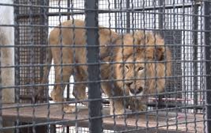 Cea mai șmecheră tentație la grădina zoologică: poți dormi în ”casa” leilor. Află cât costă aventura!