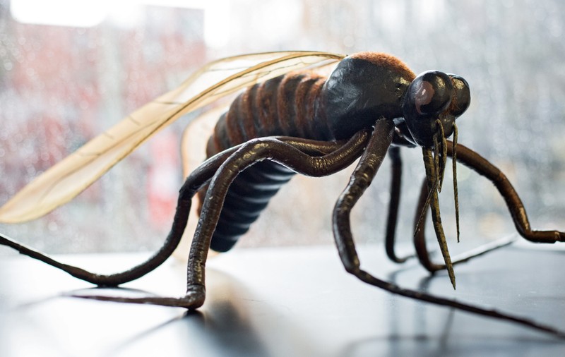 Încă 15 cazuri de Zika în Panama! Numărul total al contagierilor în țară a ajuns la 88!