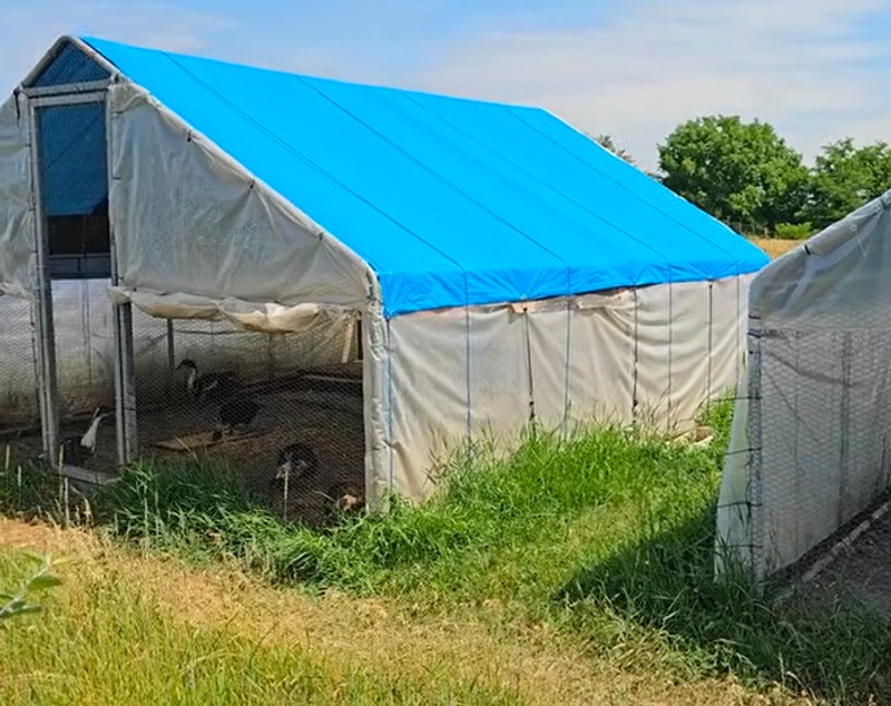 Imagini cu gospodăria lui Florin Călinescu de la Buftea. Are găini, porci, bibilici, dar și o grădină cu legume și o livadă