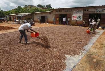 Lungul drum al boabelor de cacao, de la fermă până în ciocolata de pe raft FOTO: EPA