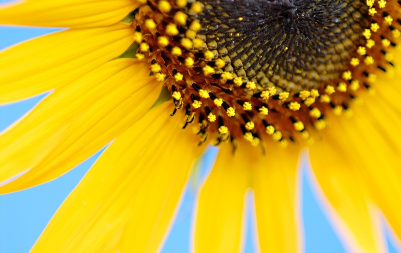 Horoscop floral: tu ce floare eşti?