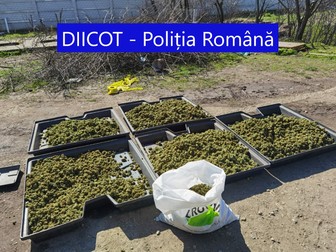 Pepiniera de canabis din comuna Brădeşti