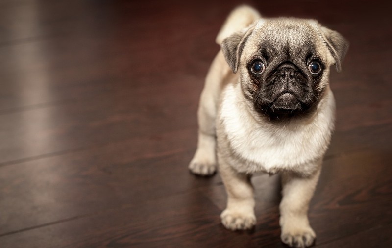 Primăria Capitalei va face recensământul animalelor de companie în următorii doi ani