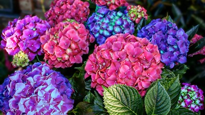 Hortensii plantare și îngrijire