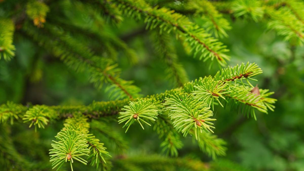 Fundal verde natural cu ramuri tinere de molid forestier.