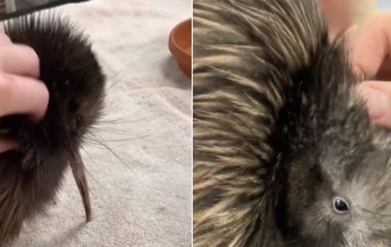 Scandal SUA - Noua Zeelandă, după ce o grădină zoologică din Miami permitea vizitatorilor să facă selfie-uri contra cost, pentru 20 de dolari, cu o pasăre kiwi