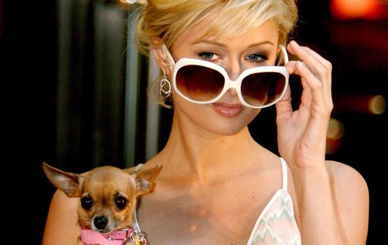 Paris Hilton şi Cheryl Cole vor să-şi cupleze căţeii