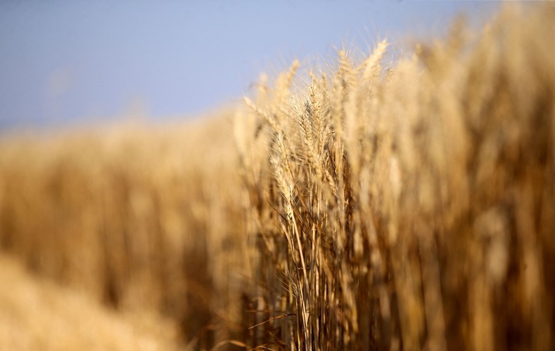 Cotația grâului a crescut semnificativ după ce Kremlinul a anunțat că se retrage din acordul de export al cerealelor prin Marea Neagră