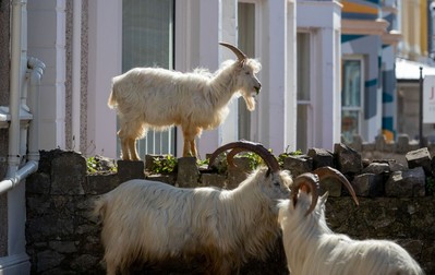 Caprele își văd de treabă, fără să se teamă că ar putea fi deranjate, în orășelul LlandudnoPhoto: Peter Byrne/PA Wire/dpa