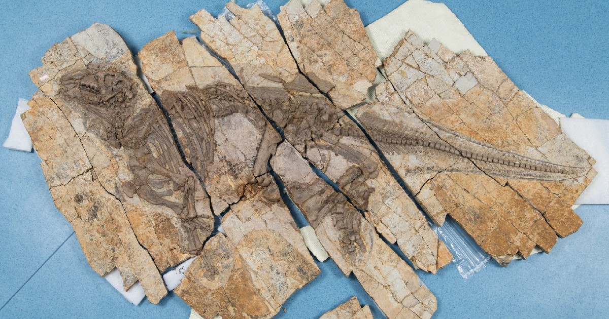 Scheletul bine conservat al lui Haolong dongi, supranumit „dragonul spinos”, adăpostit la Muzeul Geologic Anhui, orașul Hefei.