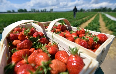 Muncitorii români de la ferma din Germania trebuiau să primească 3,3 euro pe o lădiță de căpșuni FOTO: EPA
