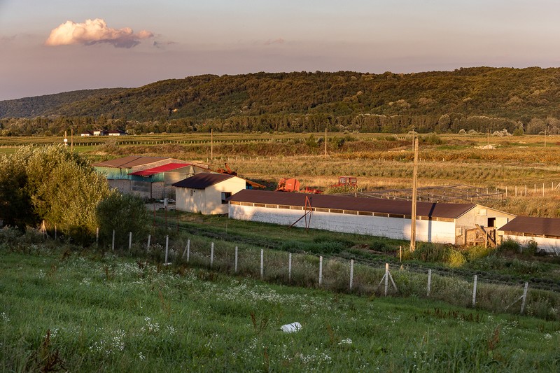 Plantaţia de cătină de la Cojani este cea mai mare din România