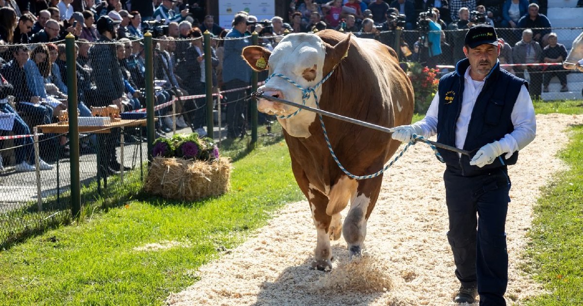 Un bărbat îmbrăcat în cămașă albă, pantaloni, vestă și șapcă bleumarin, ține de funie o vacă alb și maro și o prezintă publicului.