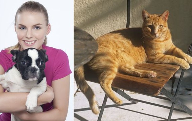 Câine sau pisică? Ce animal ţi se potriveşte