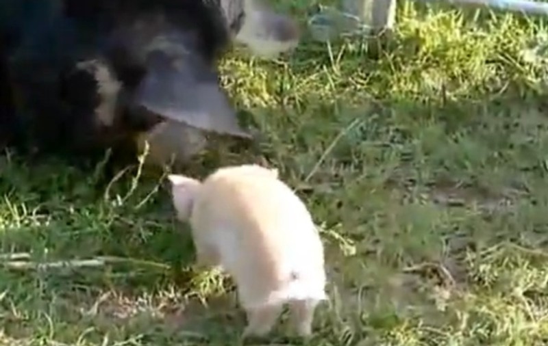 "Când or zbura porcii!" Nu are aripi, dar micuţul acesta... zboară | VIDEO