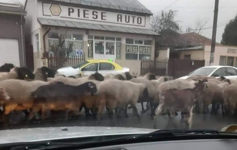 Imagini virale. Sute de oi au luat cu asalt centrul orașului Alexandria și au blocat traficul
