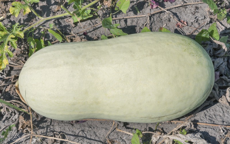 Pepene verde Charleston Grey
