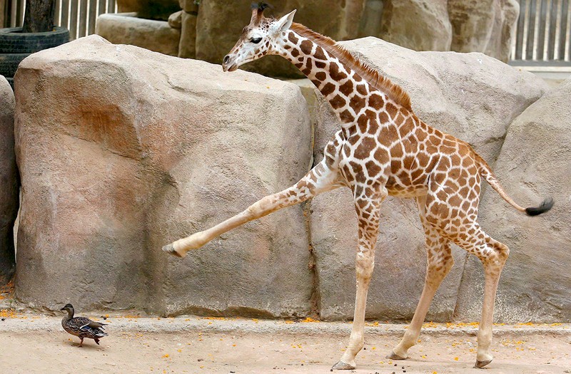 ZOO Barcelona. Foto EPA