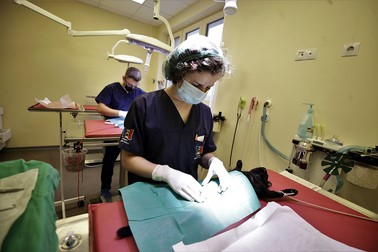 Două pisici sunt operate de veterinarii clinicii