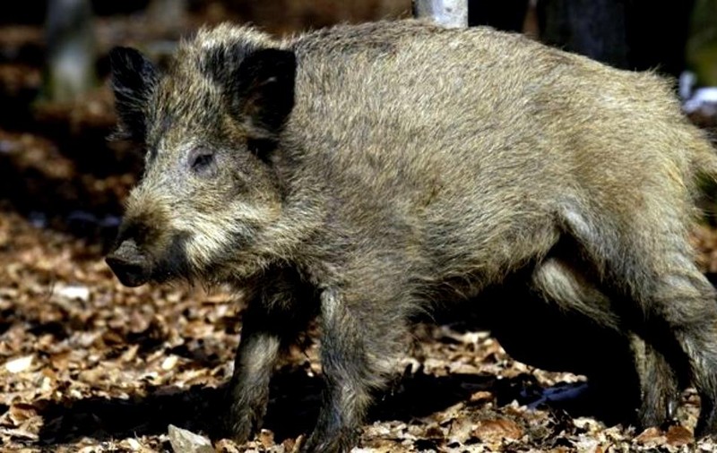 Turmă de mistreți pe străzile din Brașov. Jandarmii au alungat animalele sălbatice / VIDEO