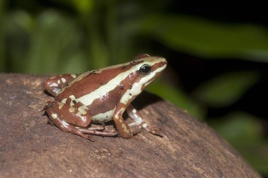 Așa arată broasca otrăvitoare Anthony. Foto: Imago Images Dreifarbiger Baumsteiger, El Oro-Blattsteiger (Epipedobates anthonyi), sitzt auf einem Stein Phantasmal Poison Frog, Anthonys Poison-arrow Frog (Epipedobates anthonyi), sitting on a stone BLWS331284 xcb x0x 2013 quer Dreifarbige Baumsteiger Querformat Tier Tiere Amphibien Lurch Lurche Froschlurch Froschlurche Frosch Froesche Pfeilgiftfrosch Pfeilgiftfroesche Pfeilgift-Frosch Pfeilgift-Froesche Giftfrosch Giftfroesche Gift-Frosch Gift-Froesche Baumsteigerfrosch Baumsteigerfroesche Baumsteiger-Frosch Baumsteiger-Froesche Farbfrosch Farbfroesche Farb-Frosch Farb-Froesche Faerberfrosch Faerberfroesche Natur Einzeltier einzelnes Tier einzelne Tiere ein Tier 1 Tier einzeln einzelne einzelner einzelnes Ganzkoerperportraet Ganzkoerperportraets Ganzkoerperportrait Ganzkoerperportraits Ganzkoerperansicht Ganzkoerperansichten Wildlife Wildtier Wildtiere Fauna sitzen sitzend sitzt sitzender sitzende sitzendes Nahaufnahme Nahaufnahmen Macroaufnahme Macroaufnahmen Makroaufnahme Makroaufnahmen Makrofoto Makrofotos Makrophoto Makrofotografie Seitenansicht von der Seite seitlich Streifen gestreift gestreifte gestreifter gestreiftes Streifenmuster Streifen-Muster braun braune braunes brauner gelb gelbes gelber gelbe Pflanze Pflanzen Moos Moose Moospflanze Moospflanzen auf einem Fels sitzen auf einem Fels sitzend sitzt auf einem Fels auf einem Stein sitzen auf eine Stein sitzend sitzt auf einem Stein auf einem Stein sitzend Gifttier Gifttiere giftig giftiges Tier giftige Tiere tropisch tropische tropisches tropischer tropischer Frosch tropische Froesche Tropenfrosch Tropenfroesche aus den Tropen Terrarientier Terrarientiere Phantasmal Poison Frog Anthonys Poison-arrow Frog horizontal format animal animals amphibian amphibians batrachian batrachians anuran anurans frog frogs dendrobatids poison dart frogs poison arrow frogs arrow-poison frogs nature one animal single animal single animals 1 animal full-length portrait full-length portraits full length wild animal wild animals sitting sits closeup close up close-up view macro shot macro shots macro photography side view lateral strip striped stripe pattern striped pattern stripe-pattern striped-pattern stripepattern stripedpattern brown yellow plant plants moss mosses sitting on a branch sits on a rock sitting on a rock sits on a stone sitting on a stone poisonous animal poisonous animals tropic tropical tropical frog tropical frogs terrarium animal terrarium animals 59531280 Date 18 04 2013 Copyright Imago Angle Dreifarbiger Tree climbers El Oro Steiger sheet Epipedobates sits on a Stone Phantasmal Poison Frog Anthony Poison Arrow Frog Epipedobates Sitting ON a Stone x0x 2013 horizontal Three color Tree climbers Landscape Animal Animals Amphibians Lurch Amphibians Froschlurch Frog Frog Frogs Poison arrow frog Pfeilgiftfroesche Arrow poison Frog Arrow poison Frogs Poison frog Poison Frog Poison Frogs Steiger tree frog Baumsteigerfroesche Tree climbers Frog Tree climbers Frogs Farbfrosch Farbfroesche Color Frog Color Frogs Faerberfrosch Faerberfroesche Nature Individual animal single Animal Individuals Animals a Animal 1 Animal single Individuals single single Ganzkoerperportraet Ganzkoerperportraets ganzkoerperportrait ganzkoerperportraits Ganzkoerperansicht Wildlife Wild animal Wild animals Fauna sit seated sits seated Sitting Head end Close-up Close-ups macro recording macro recordings Macro recording Macro shots Macro photo macro photos macro photo Macro photography Side view from the Side the side Streaks striated Striped striped striped Stripe pattern Streaks Pattern Brown brown brown Brauner Yellow Yellow Gelber Yellow Plant Plants Moss Moose Moss plant Moss plants on a Rock sit on a Rock seated sits on a Rock on a Stone sit on a Stone seated sits on a Stone on a Stone seated Poison animals Poison animals toxic toxic Animal toxic Animals tropical Tropical tropical tropical tropical Frog Tropical Frogs out the Tropics animal terrariums Terrarium animals Phantasmal Poison Frog Anthony Poison Arrow Frog horizontally Format Animal Animals Amphibian Amphibians Frog Frogs dendrobatids Poison Darts Frogs Poison Arrow Frogs Arrow Poison Frogs Nature One Animal Single Animal Single Animals 1 Animal Full length Portrait Full length Portraits Full length Wild Animal Wild Animals Sitting sits closeup Close up Close up View Macro Shot Macro Shots Macro Photography Side View Lateral Strip Striped Stripe pattern Striped pattern Stripe pattern Striped pattern stripepattern Brown Yellow plant Plants Moss Mosses Sitting ON a Branch sits ON a Rock Sitting ON a Rock sits ON a Stone Sitting ON a Stone Animal Animals Tropic Tropical Tropical Frog Tropical Frogs Terrarium Animal Terrarium Animals