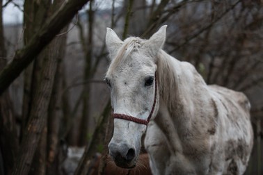 Fulga a fost abandonată pentru că era prea bătrână