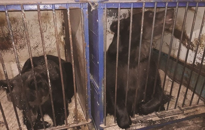 Două ursoaice care au trăit 24 de ani în circuri vor ajunge la sanctuarul din Zărneşti