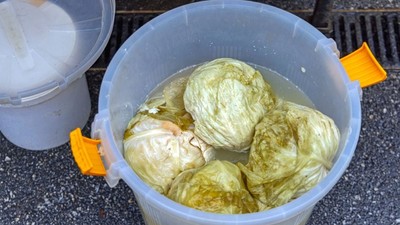 cu-ce-se-limpezeste-zeama-de-varza