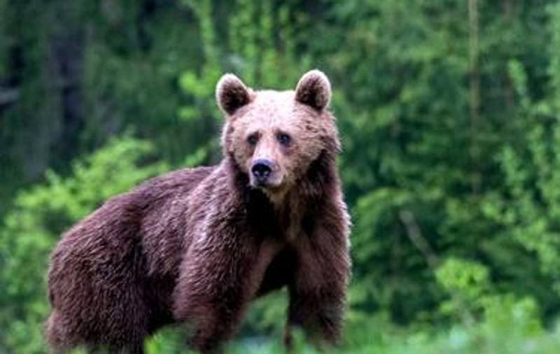 Ipostaza neașteptată în care au fost filmați trei urși într-o pădure din Parcul Național Călimani