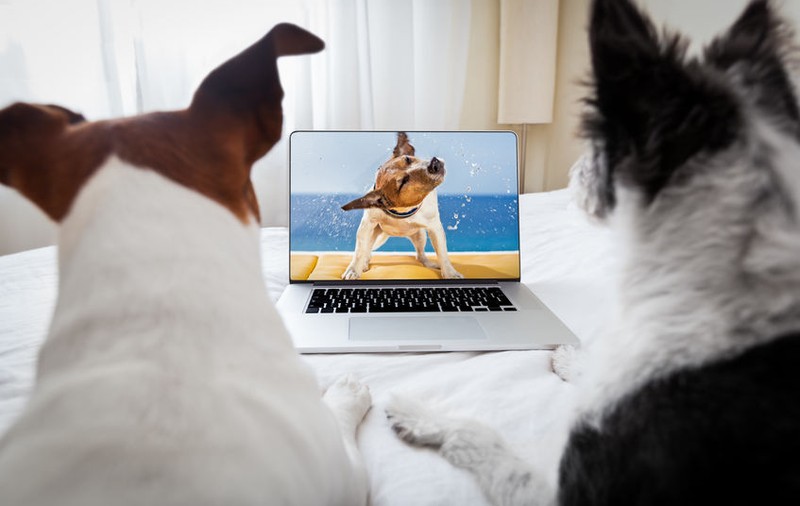 Filme cu animale vorbitoare - top 15 pelicule haioase cu animale care vorbesc