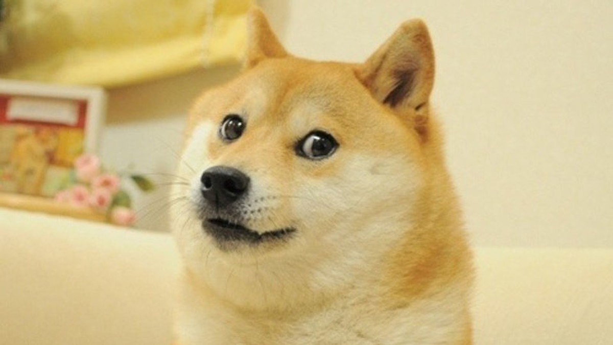 Moneda virtuală Dogecoin valorează peste un miliard de dolari în privința capitalizării. Câinele care a ajuns mascota Dogecoin