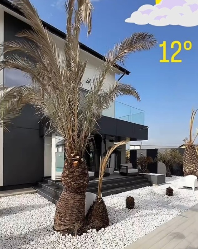 Imagini din curtea casei lui Dorian Popa, decorată cu pietre albe și palmieri. Nu are nici gazon, nici flori: „Am dat drumul la piscinică”