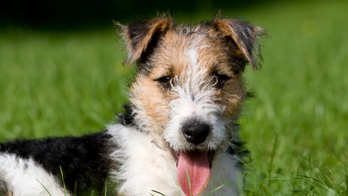 Imagine cu un Fox Terrier în iarbă. Are limba scoasă