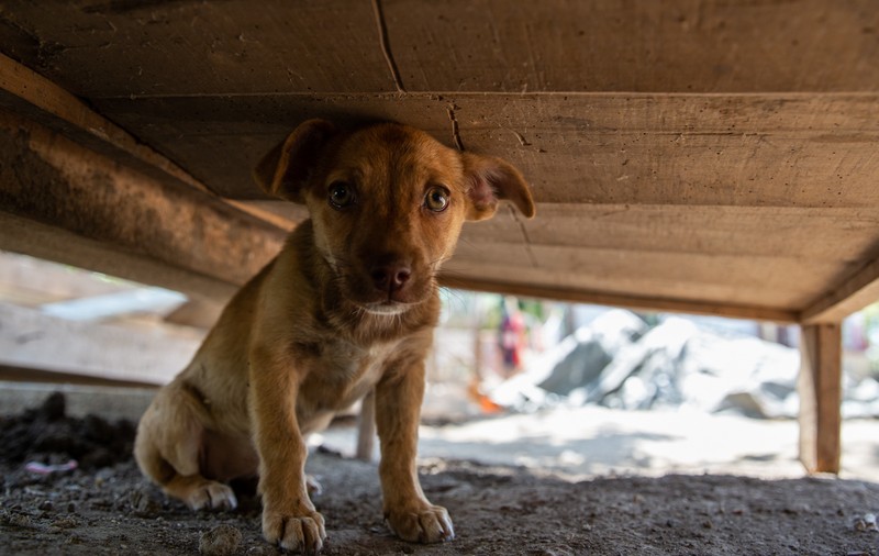 Sterilizare și microcipare gratuită pentru câinii și pisicile fără pedigree din București