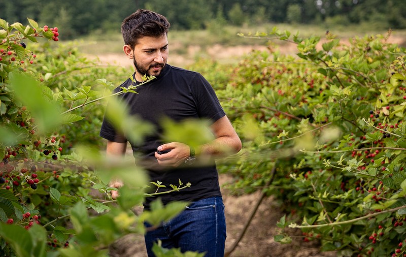 Trei generații au pus pe picioare o plantație de fructe de pădure în Gorj. Nepotul a dezvoltat afacerea, părinții au pus banii, bunica Mărioara coordonează muncitorii