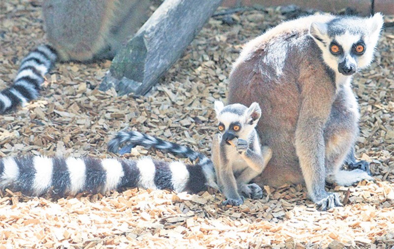 Puiul de lemurian, vedeta de la Zoo Băneasa | FOTO