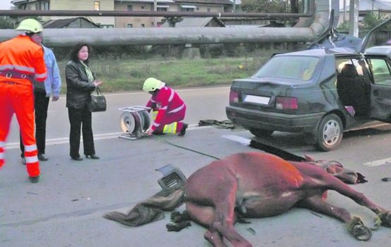 Cal legat de picioare, ucis pe o şosea