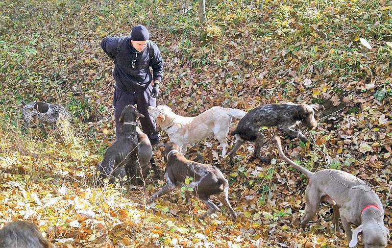 Câinii care miros profitul | Doi bistriţeni fac bani frumoşi cu ajutorul căţeilor pe care îi antrenează să caute trufe