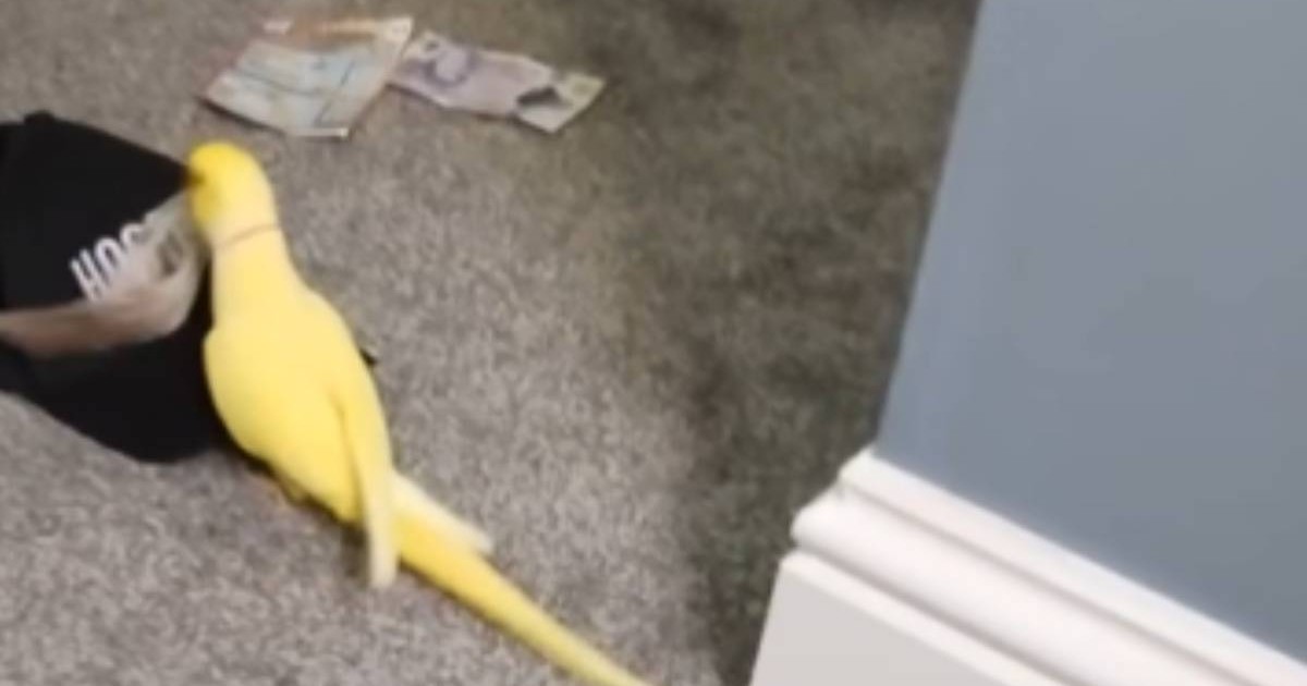 Papagalul Mango surprins în timp ce se joacă cu o bancnotă, pe podea. Lângă pasăre se află o șapcă neagră și alte două bancnote