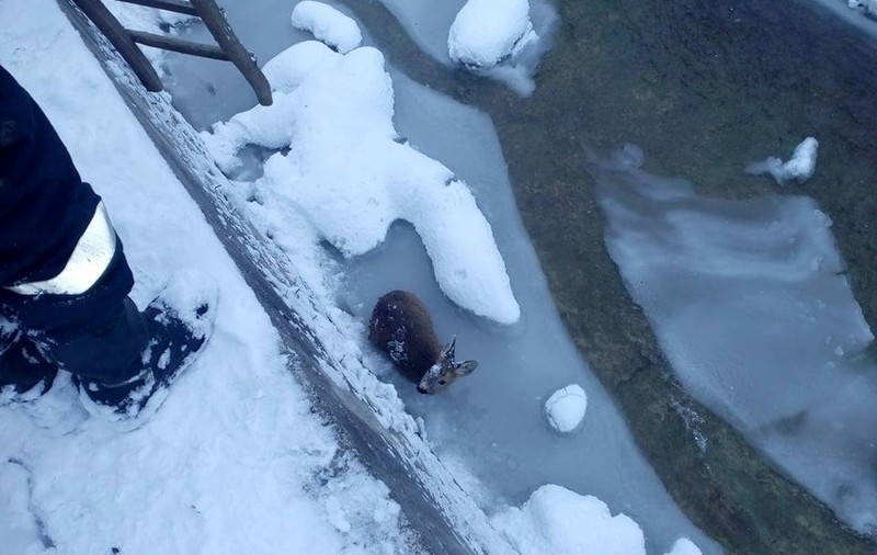 Pompierii au salvat un pui de căprioară din albia pârâului Valea Seacă