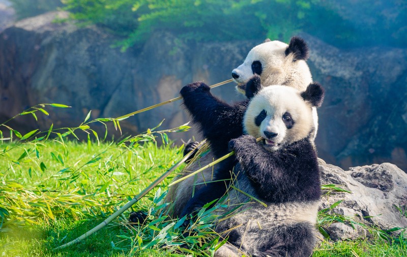 Ursul panda - unul dintre cele mai îndrăgite animale. Curiozități și lucruri mai puțin știute