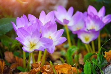 Brândușa de toamnă - Colchicum autumnale