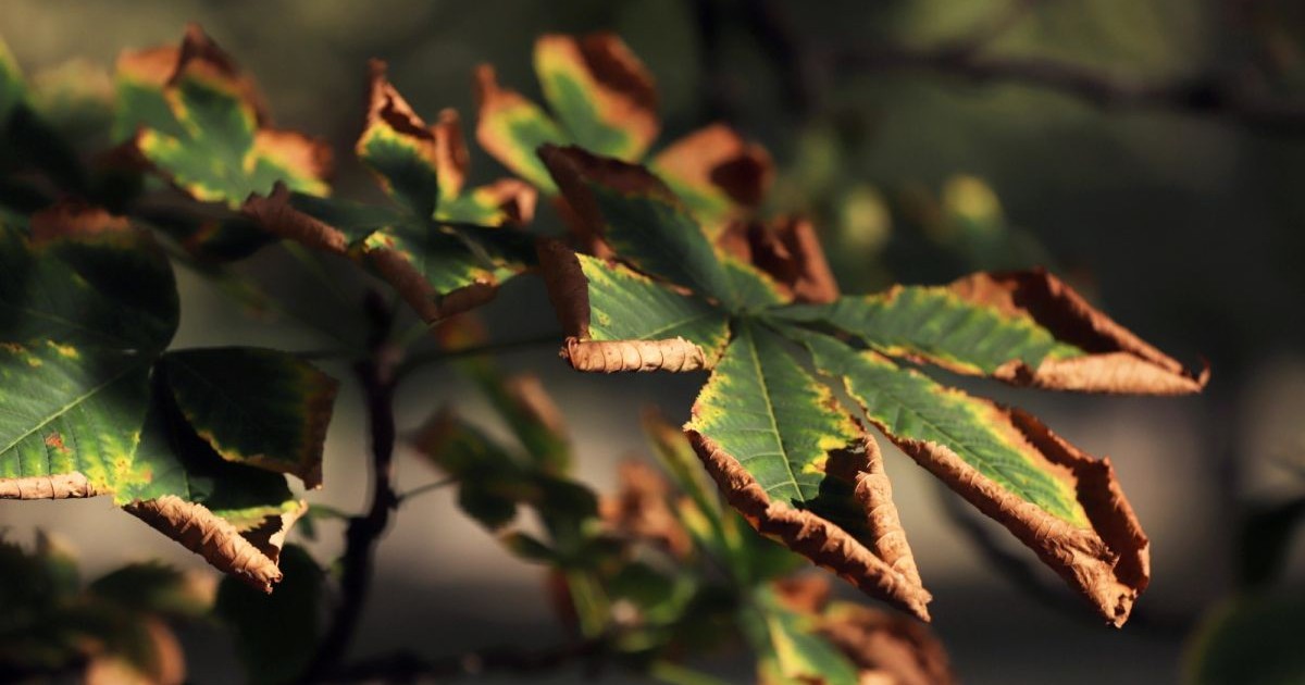 În prim-plan, o frunză mare verde la interior și maro-ruginie pe margini atârnă într-un copac, iar în jurul ei se văd alte frunze, într-o zi caldă de toamnă, în București, octombrie 2025