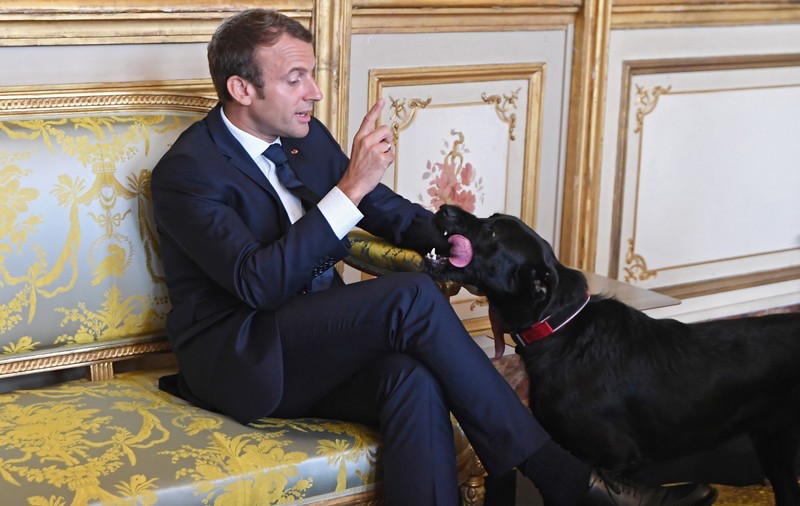 Câinele lui Macron, surprins în timp ce urina pe șemineu în Palatul Elysee, în timpul unei întâlniri a președintelui