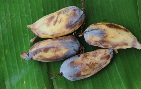 enset, considerat falsa banana