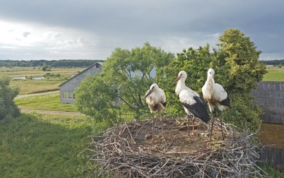 Arhiva foto