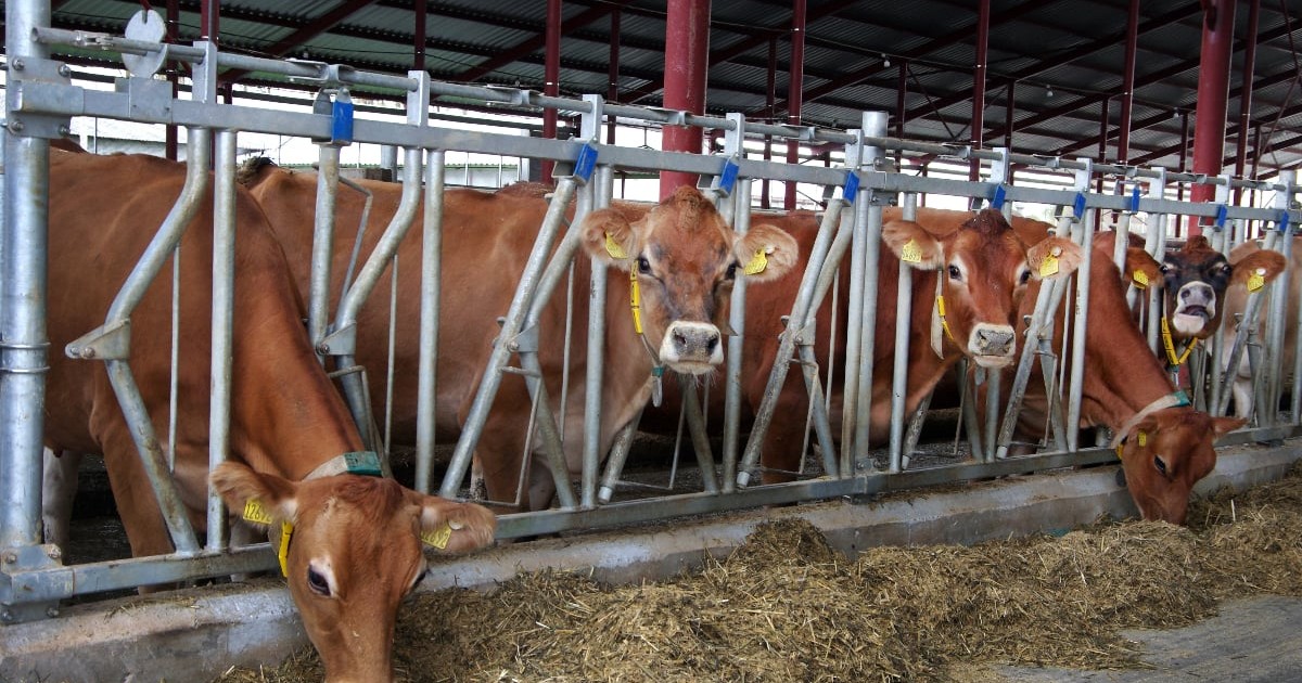 Mai multe vaci sunt aliniate într-un grajd modern și se hrănesc dintr-un jgheab plin cu furaje. Animalele au crotalii în urechi, iar spațiul este organizat pentru creșterea eficientă a bovinelor.